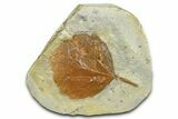 Fossil Leaf - Montana #377927-1